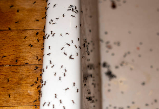 Best Wasp Removal Services  in Hartsville, SC
