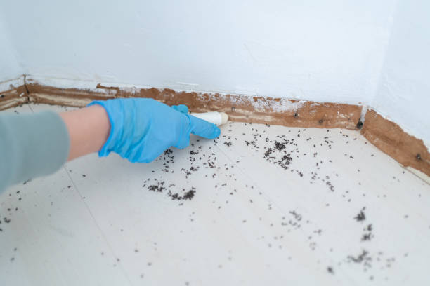 Best Pest Control Near Me  in Hartsville, SC